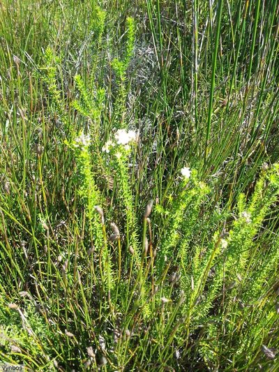 Selago fruticosa, photographed by Chris Vynbos