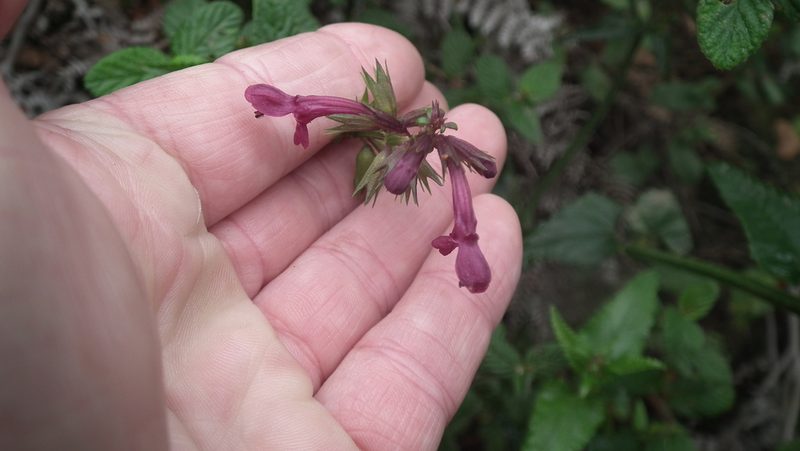 Stachys thunbergii, photographed by Shaun Swanepoel