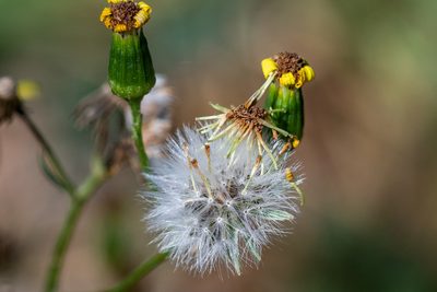 Senecio pinnulatus, photographed by magriet b