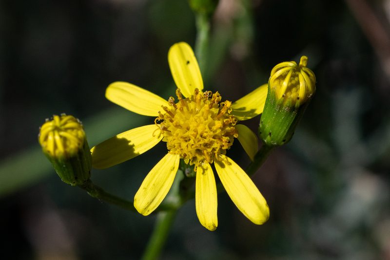 Senecio pinnulatus, photographed by magriet b
