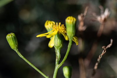 Senecio pinnulatus, photographed by magriet b