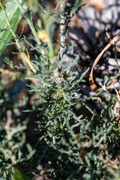 Senecio pinnulatus, photographed by magriet b