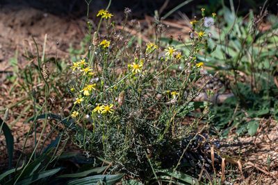 Senecio pinnulatus, photographed by magriet b