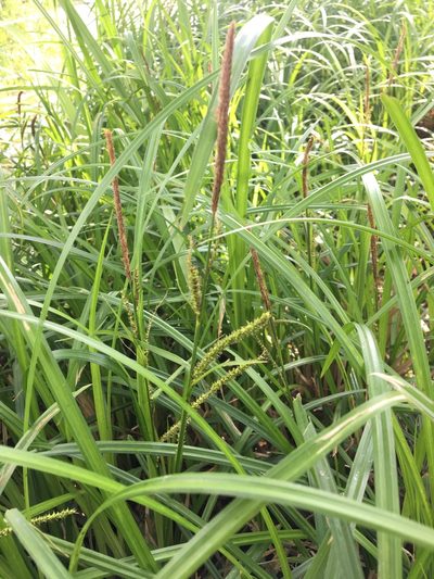 Carex dispalata, photographed by Yoshihiro Tokue