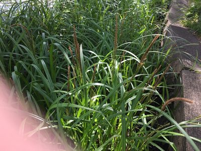 Carex dispalata, photographed by Yoshihiro Tokue
