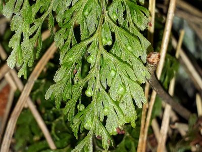 Hymenophyllum bivalve, photographed by Leon Perrie