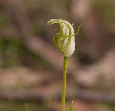 Pterostylis alpina, photographed by Rolf Lawrenz
