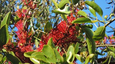 Globimetula mweroensis, photographed by i_c_riddell