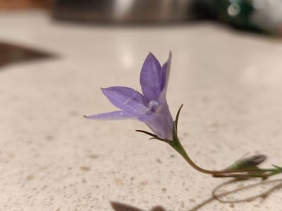 Wahlenbergia capillaris, photographed by Donald Hobern