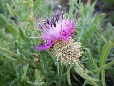 Centaurea sphaerocephala, photographed by Duarte Frade