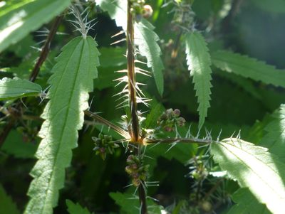 Urtica perconfusa, photographed by Murray Dawson