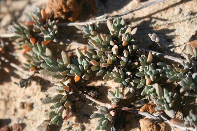 Lampranthus sociorum, photographed by Jacques van der Merwe