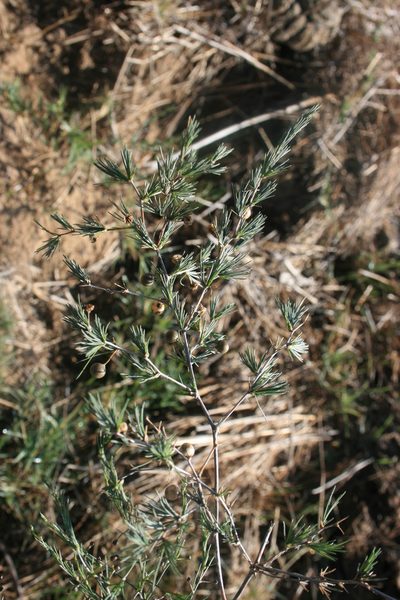 Asparagus exuvialis, photographed by Jacques van der Merwe