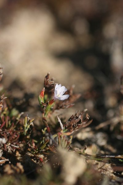 Limonium kraussianum, photographed by Jacques van der Merwe