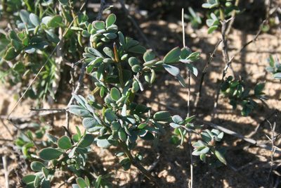 Roepera sessilifolia, photographed by Jacques van der Merwe