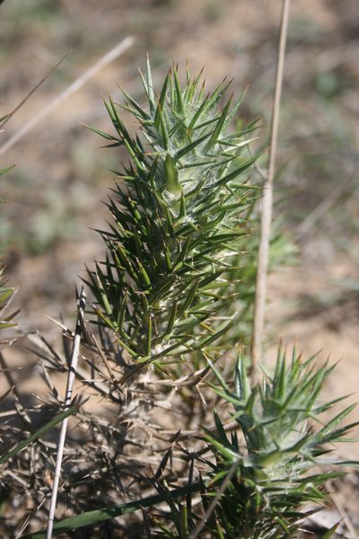 Heterorhachis aculeata, photographed by Jacques van der Merwe