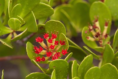 Lumnitzera littorea, photographed by Rolf Lawrenz