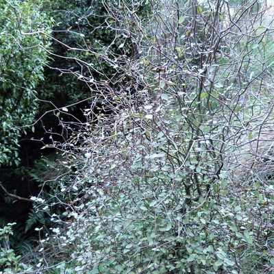 Olearia fragrantissima, photographed by Colin Meurk