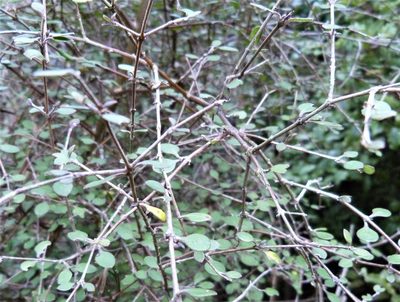 Coprosma rubra, photographed by Colin Meurk