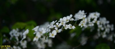 Spiraea prunifolia, photographed by Kim, Hyun-tae