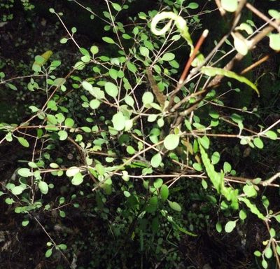 Coprosma rubra, photographed by Colin Meurk