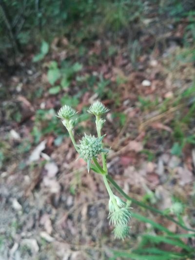 Eryngium longifolium, photographed by Francisco Martínez González