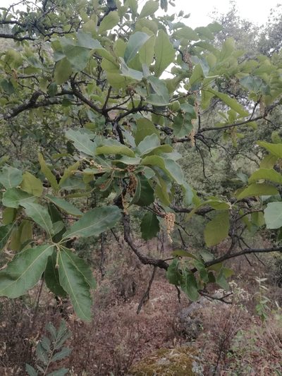 Quercus laeta, photographed by Juan Carlos Pérez Magaña