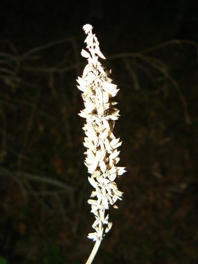 Salvia lavanduloides, photographed by Francisco Emilio Roldán Velasco