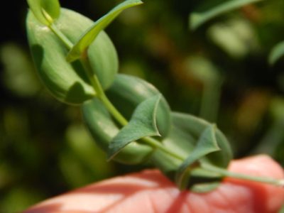 Asparagus ovatus, photographed by melda