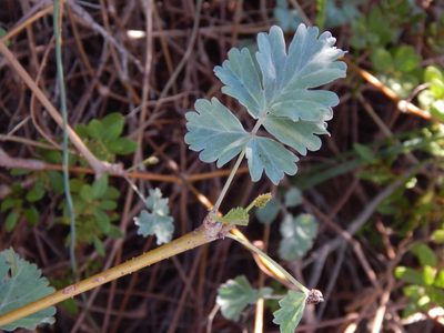 Pelargonium gibbosum, photographed by melda