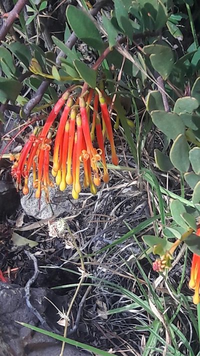 Tristerix penduliflorus, photographed by Liliana Boada