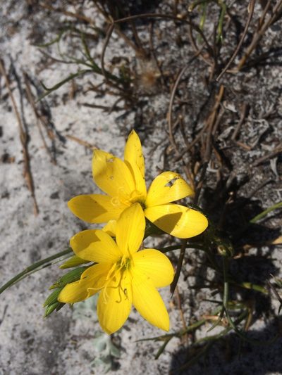 Geissorhiza humilis, photographed by Jeremy Gilmore