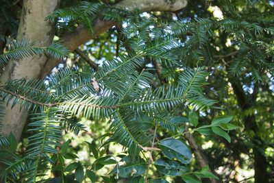 Torreya nucifera, photographed by harum.koh