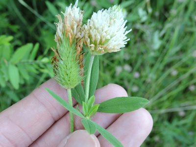Trifolium alexandrinum, photographed by Sam Kieschnick