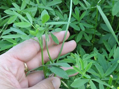 Trifolium alexandrinum, photographed by Sam Kieschnick
