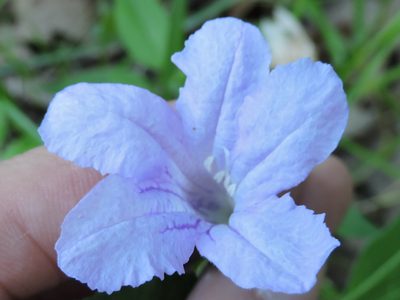 Ruellia pedunculata, photographed by Sam Kieschnick