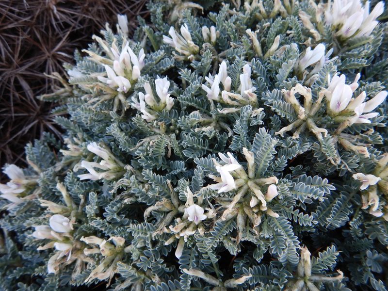 Astragalus tragacantha, photographed by Duarte Frade