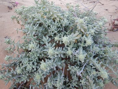 Teucrium vincentinum, photographed by Duarte Frade