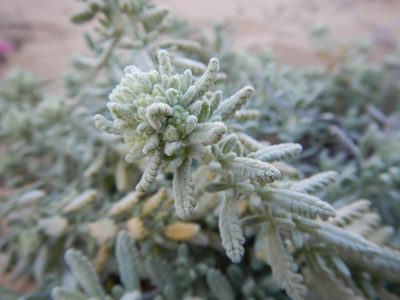 Teucrium vincentinum, photographed by Duarte Frade