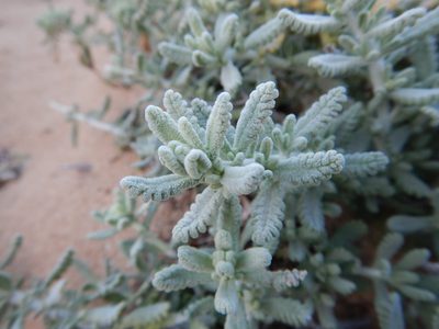 Teucrium vincentinum, photographed by Duarte Frade