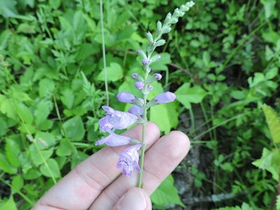 Physostegia pulchella, photographed by Sam Kieschnick