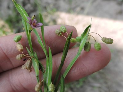 Sisyrinchium minus, photographed by Sam Kieschnick