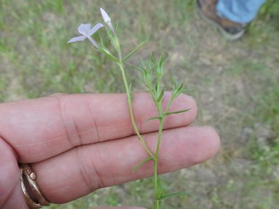 Phlox cuspidata, photographed by Sam Kieschnick