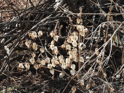 Physalis neomexicana, photographed by Teresa Jegelewicz Mayfield-Meyer