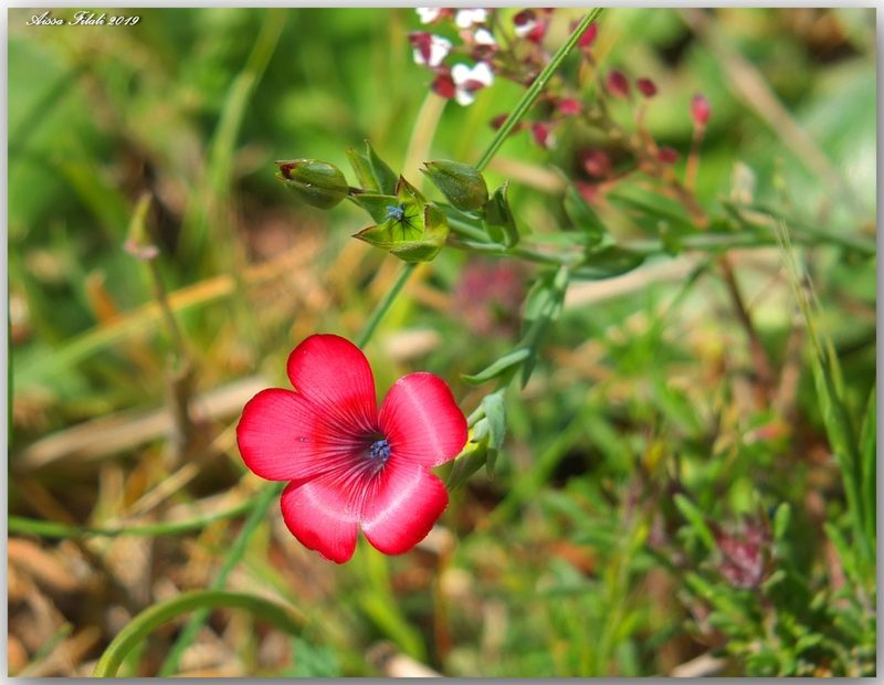 Linum decumbens, photographed by Aissa Djamel Filali