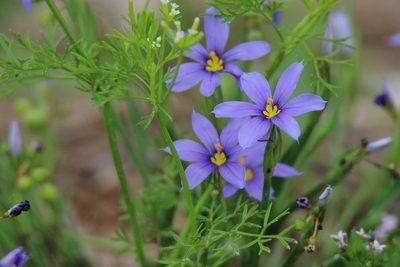 Sisyrinchium pruinosum, photographed by Michael D Fox