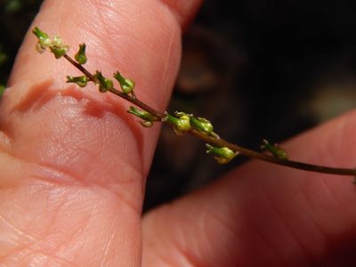 Triglochin bulbosa, photographed by melda