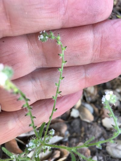 Cryptantha micromeres, photographed by Henrik Kibak