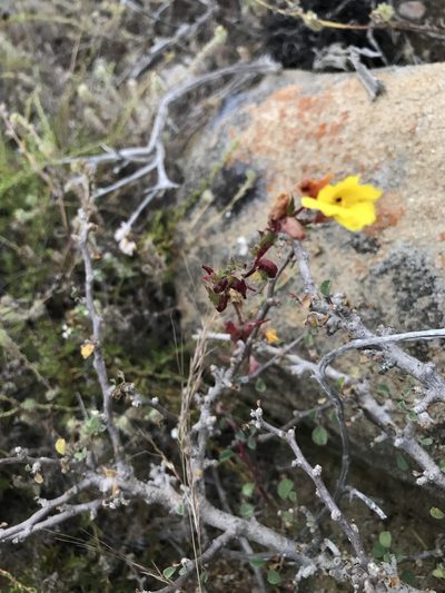 Camissoniopsis lewisii, photographed by Sula Vanderplank
