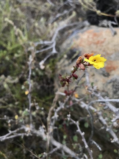 Camissoniopsis lewisii, photographed by Sula Vanderplank